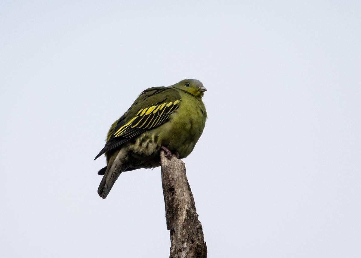 Gray-fronted Green-Pigeon - ML614421210