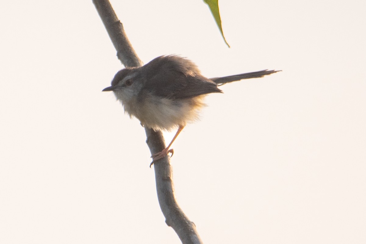 Common Tailorbird - ML614421555