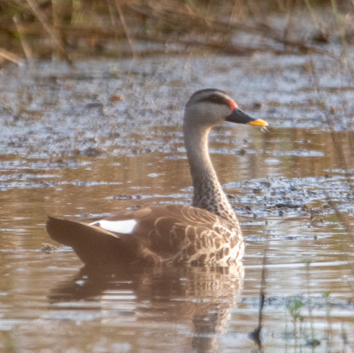 Indian Spot-billed Duck - ML614421596