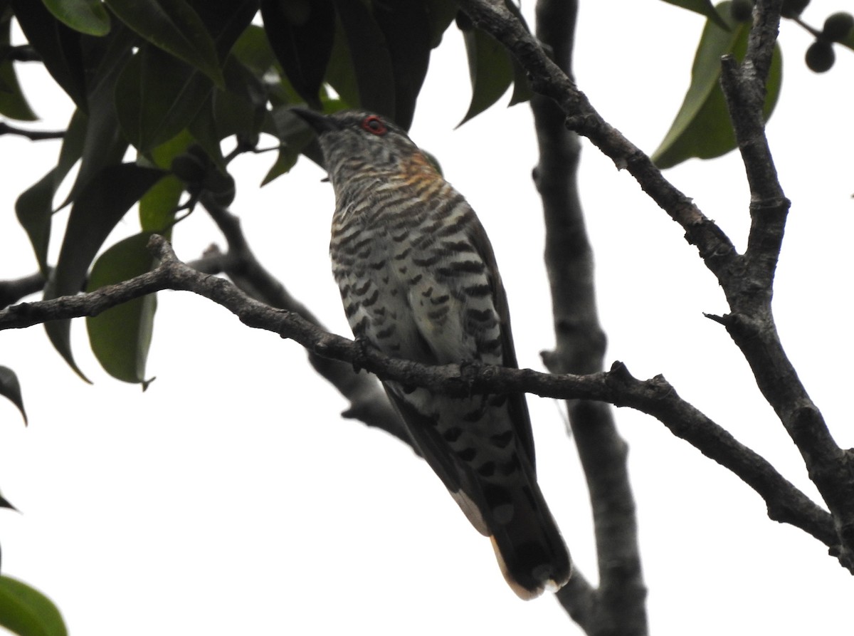 Little Bronze-Cuckoo (Gould's) - ML614421617