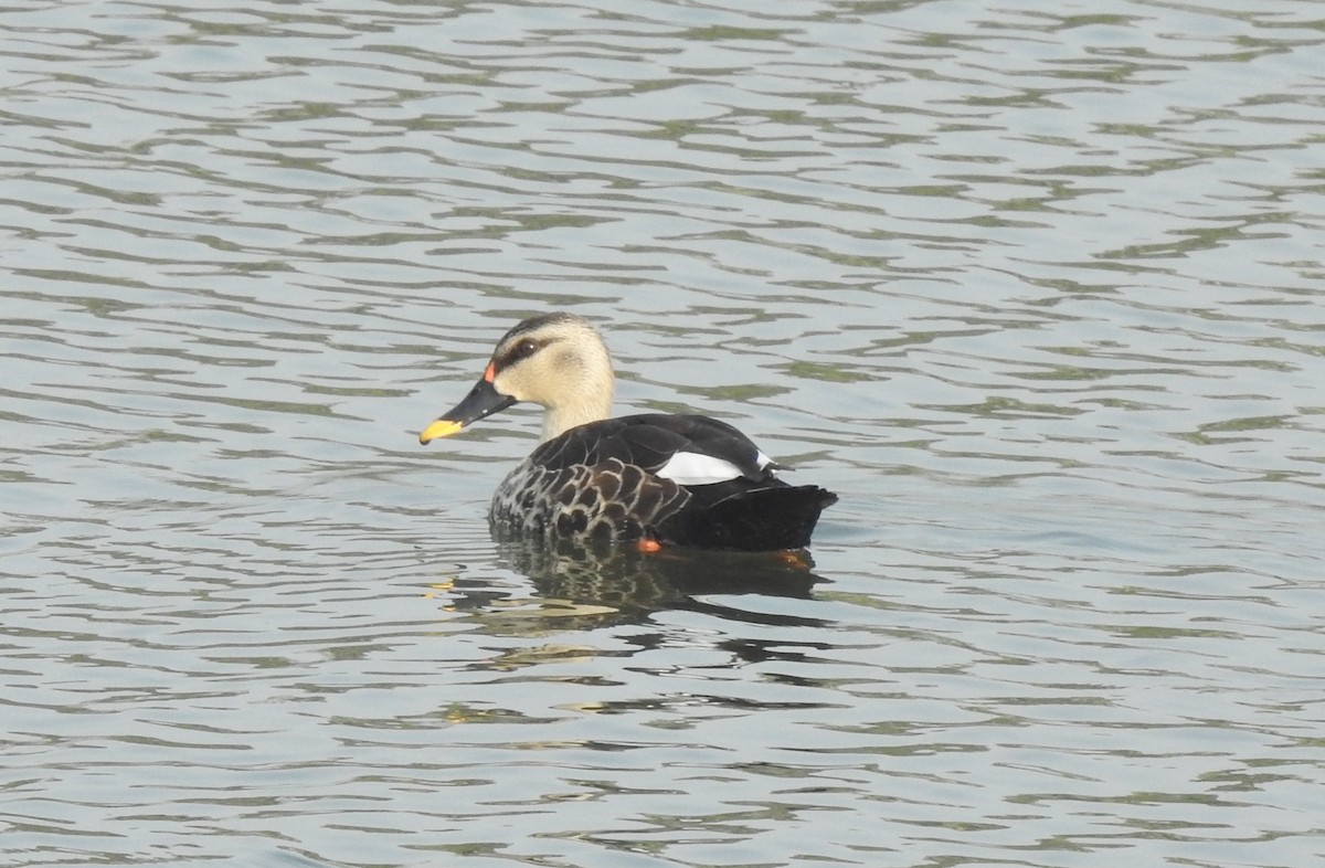 Indian Spot-billed Duck - ML614421728