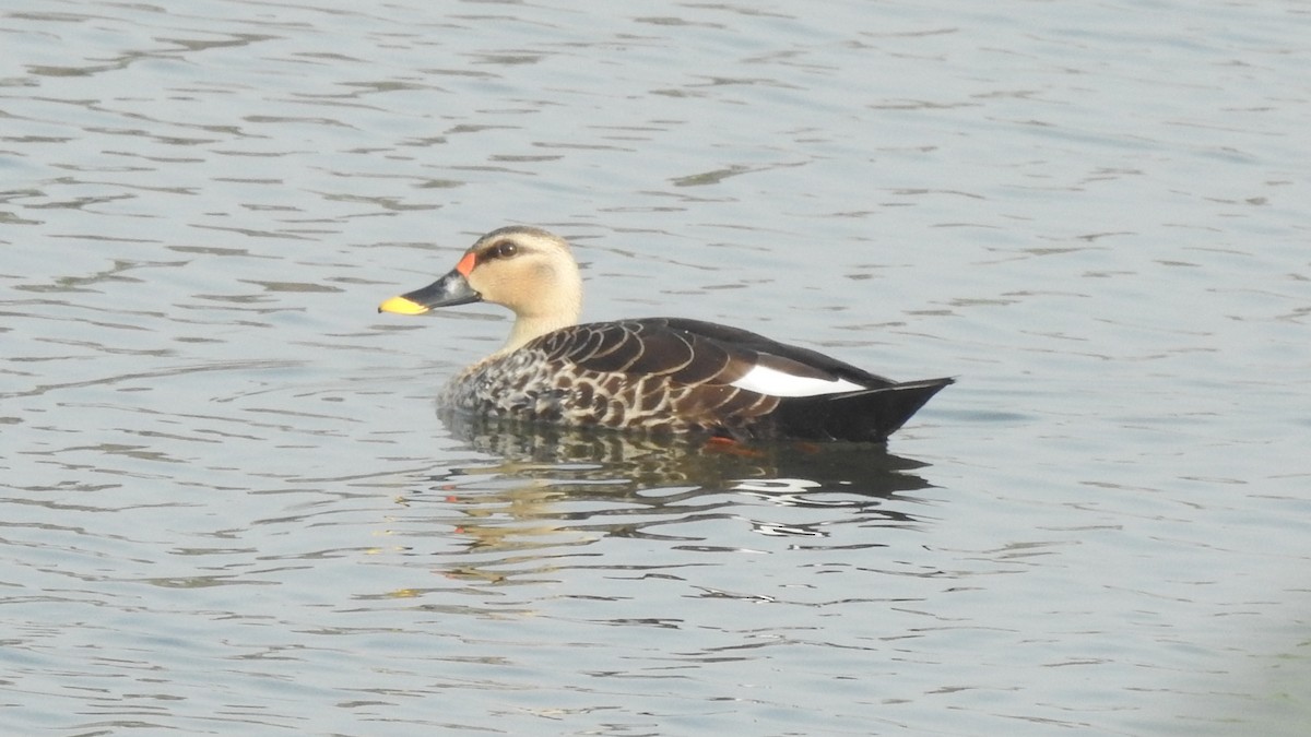 Indian Spot-billed Duck - ML614421729
