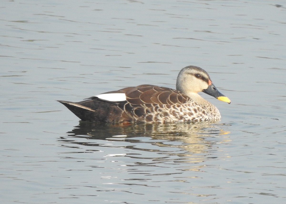 Indian Spot-billed Duck - ML614421730