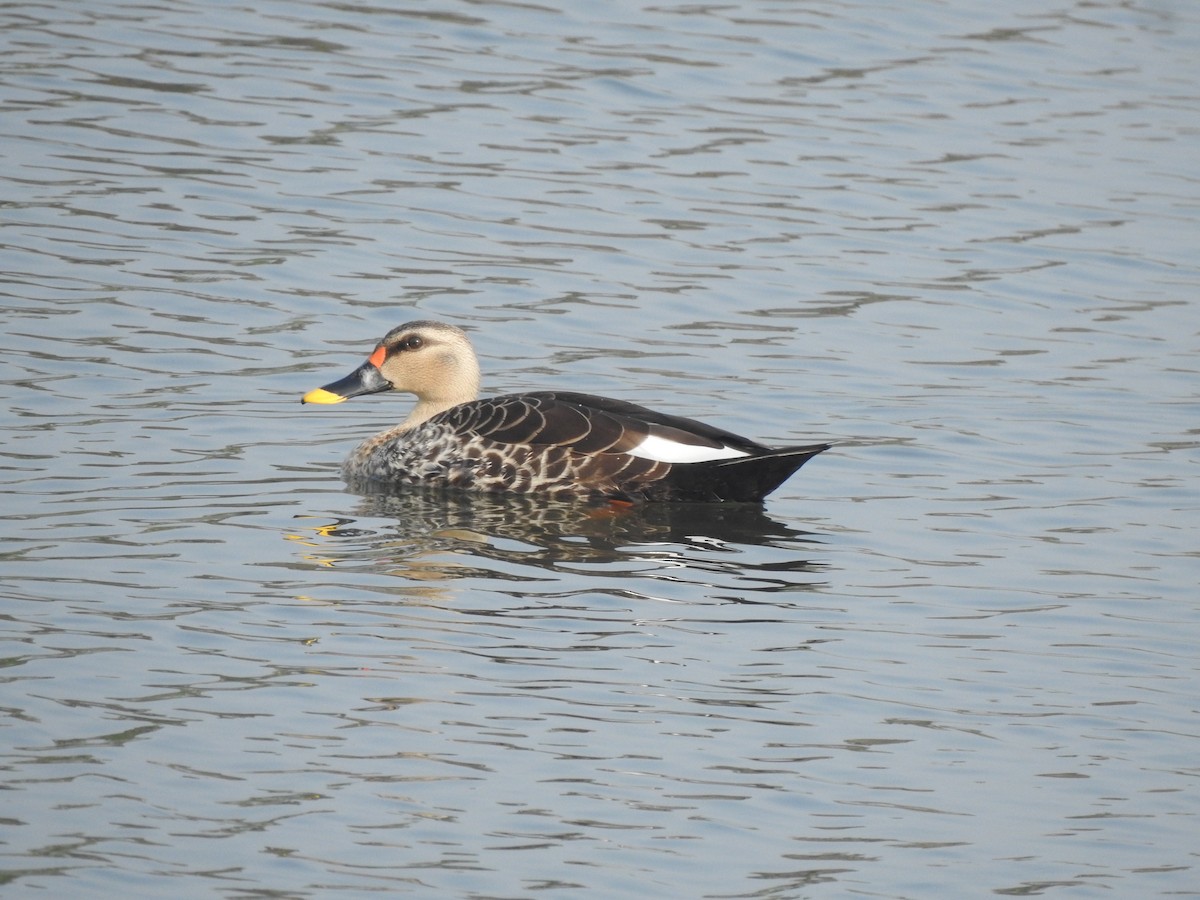 Indian Spot-billed Duck - ML614421731