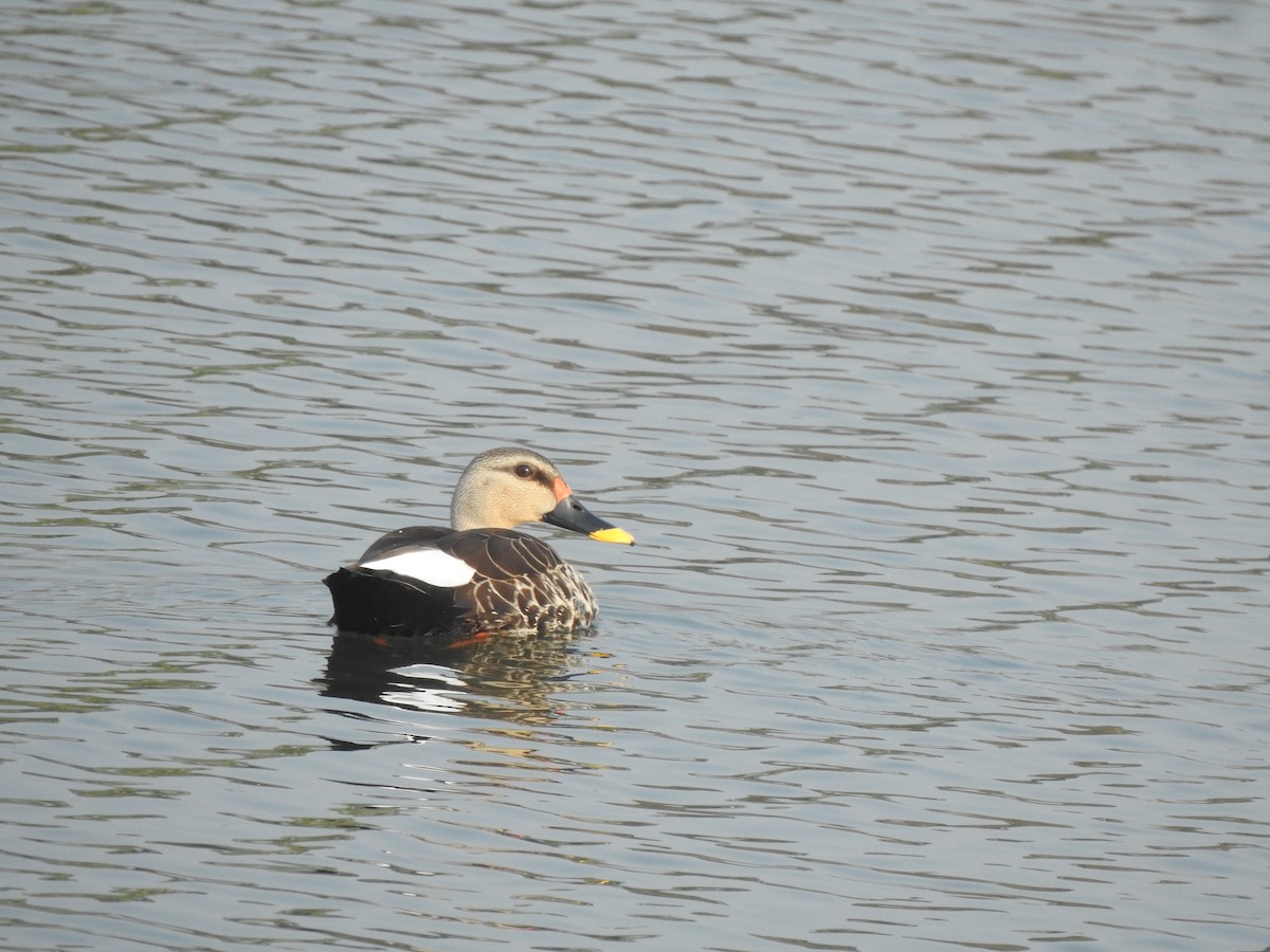 Indian Spot-billed Duck - ML614421732