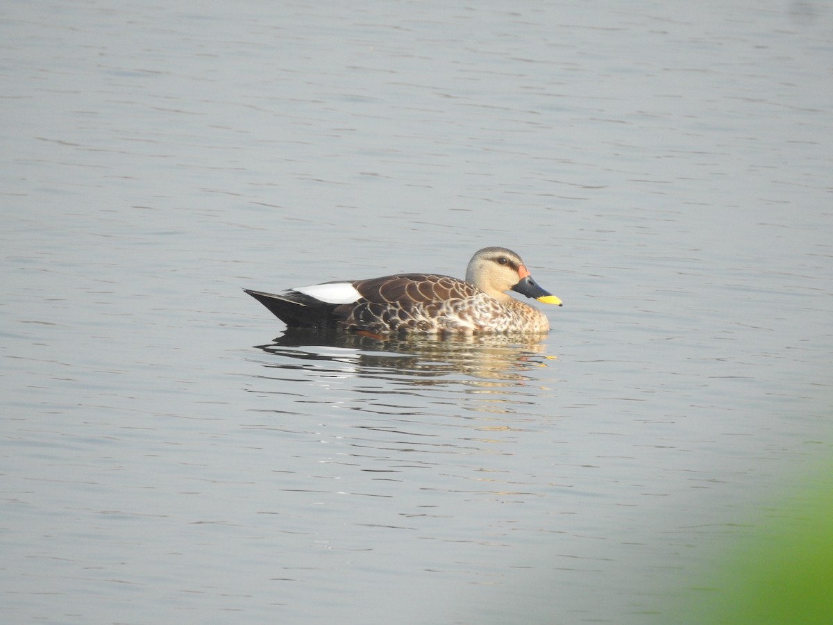 Indian Spot-billed Duck - ML614421733