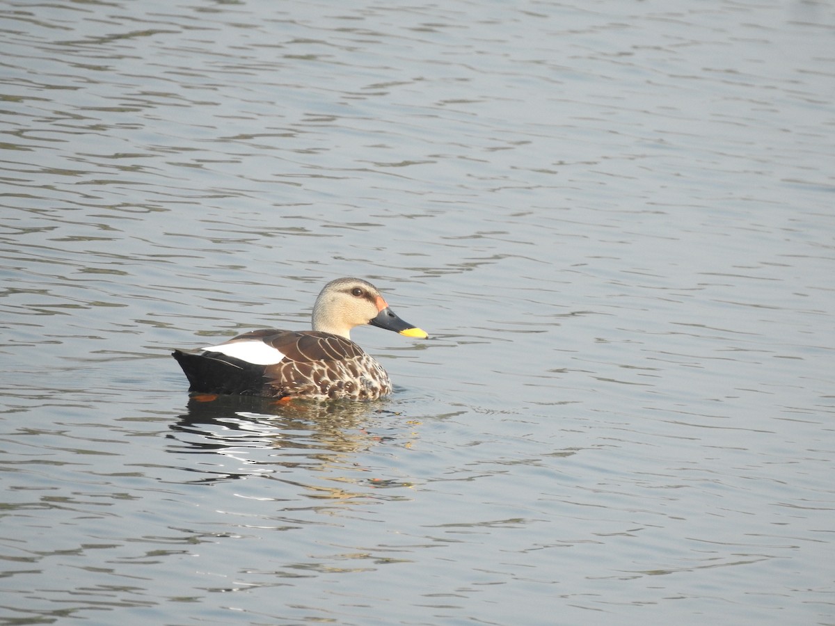 Indian Spot-billed Duck - ML614421734