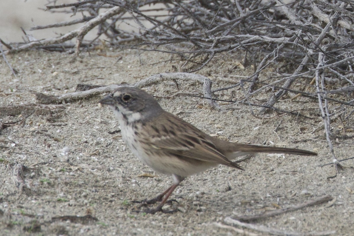 Sagebrush Sparrow - ML614421789