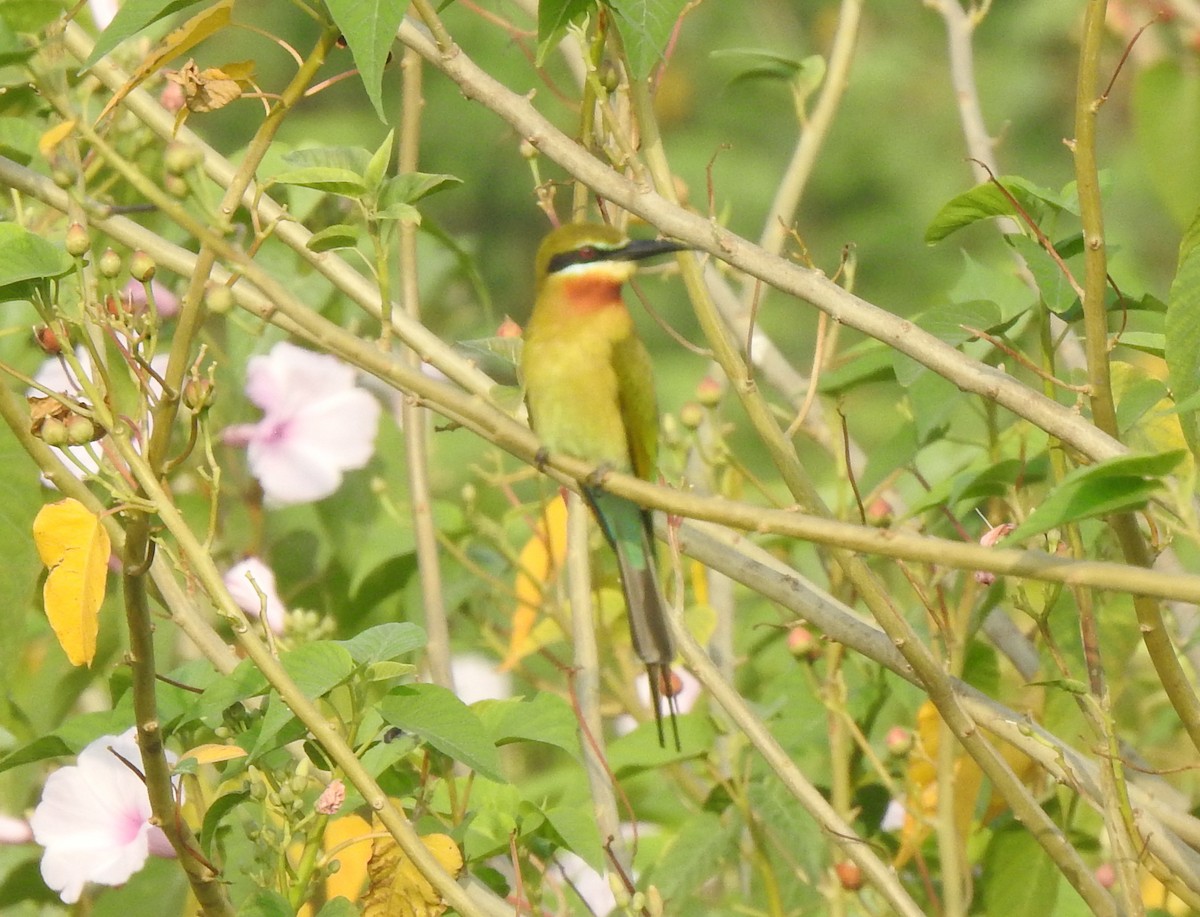 Blue-tailed Bee-eater - ML614421796
