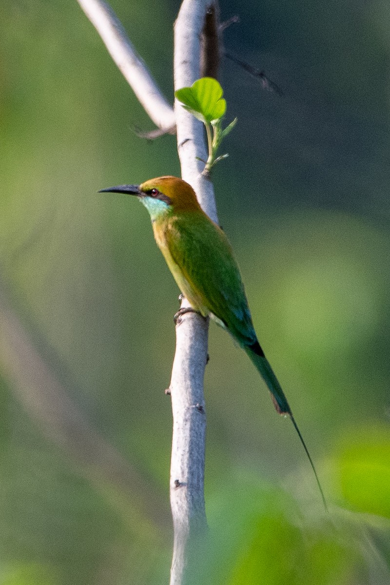 Asian Green Bee-eater - ML614421898