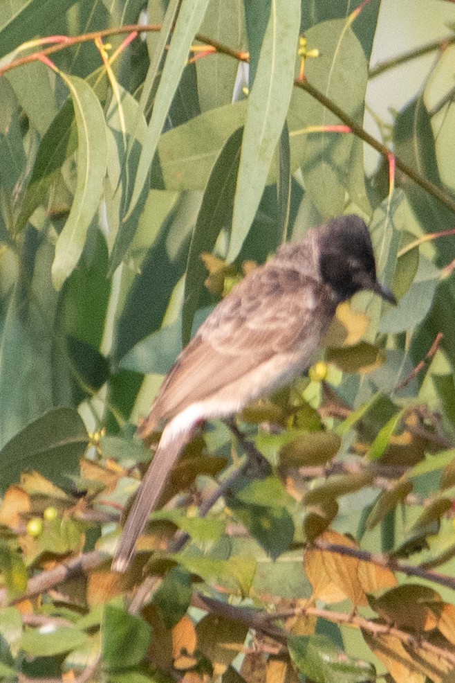 Red-vented Bulbul - ML614421939