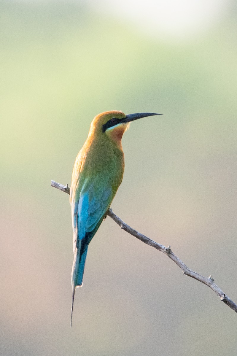 Blue-tailed Bee-eater - ML614421994