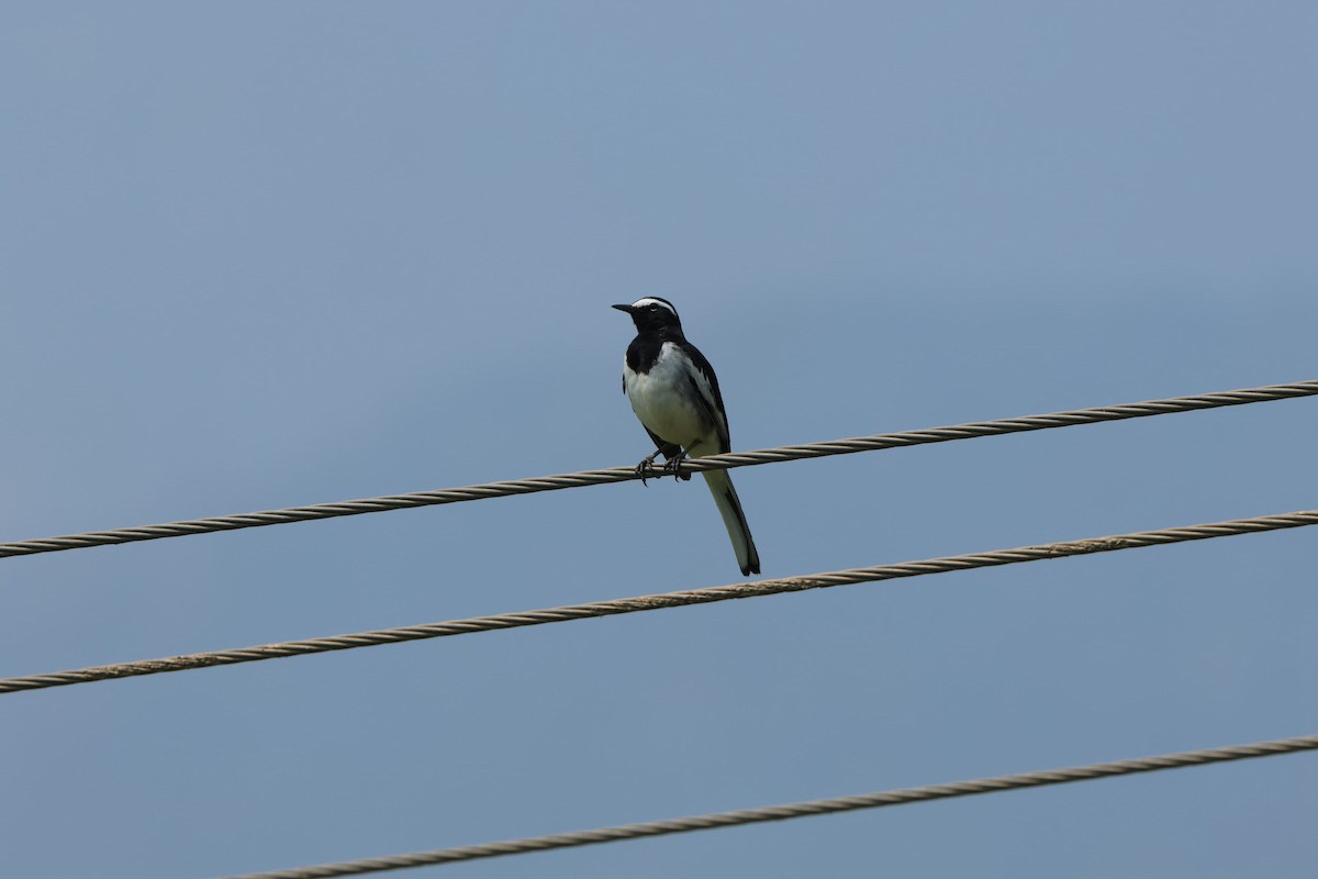 White-browed Wagtail - ML614422046