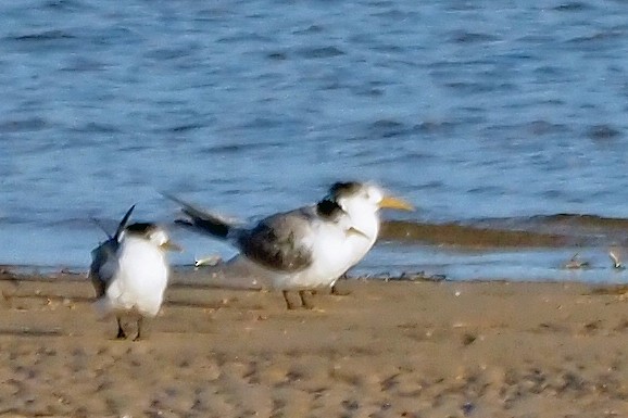 Great Crested Tern - ML614422073