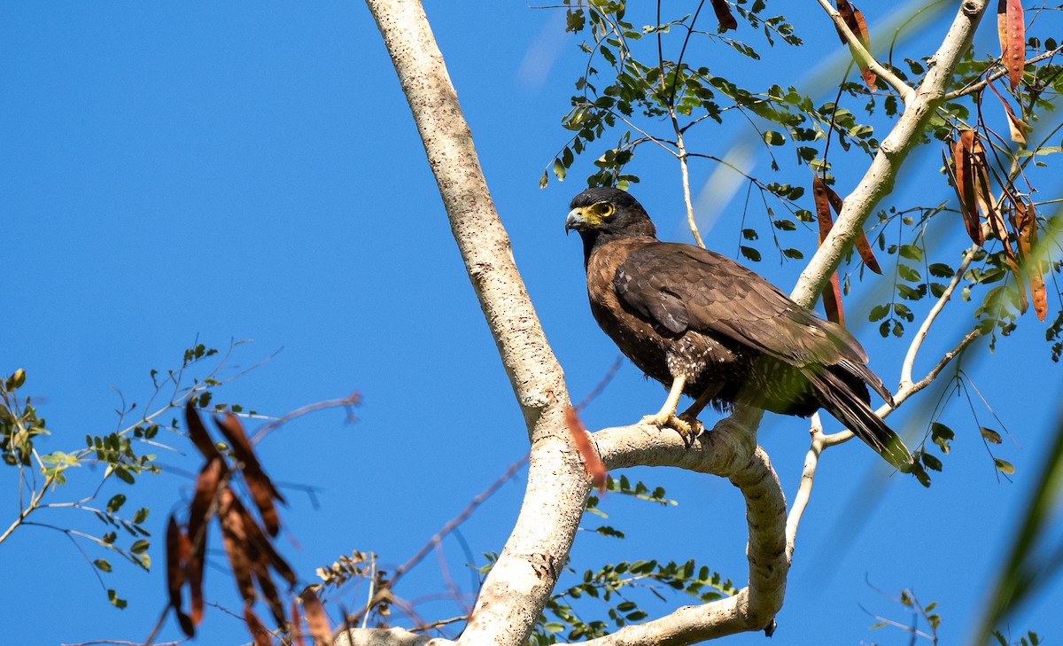 Sulawesi Serpent-Eagle - Forest Botial-Jarvis