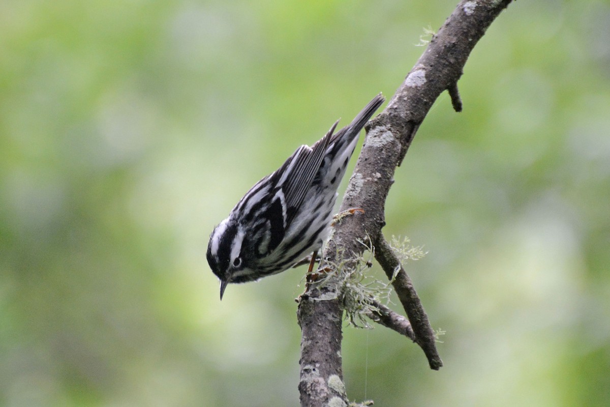 Black-and-white Warbler - ML61442231