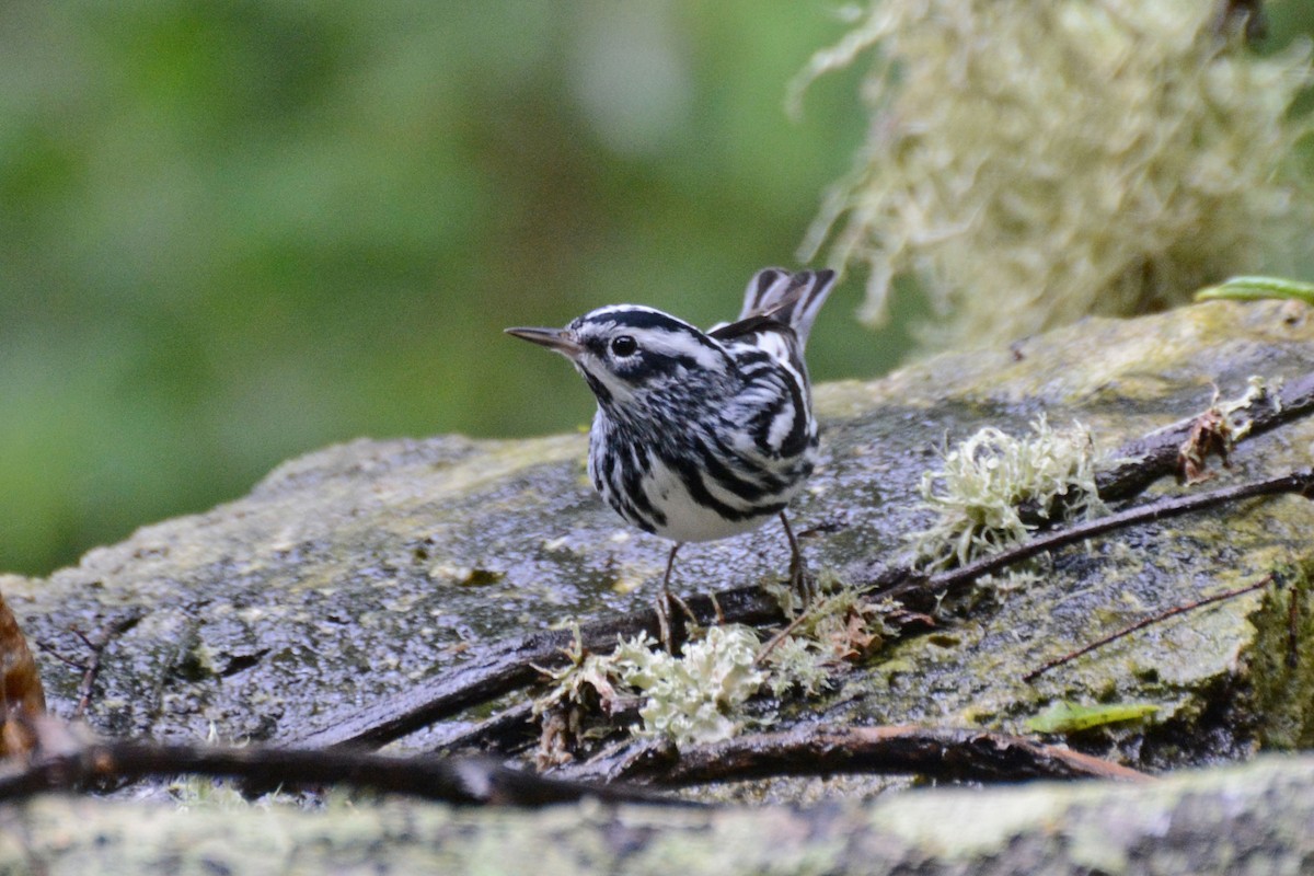 Black-and-white Warbler - ML61442241