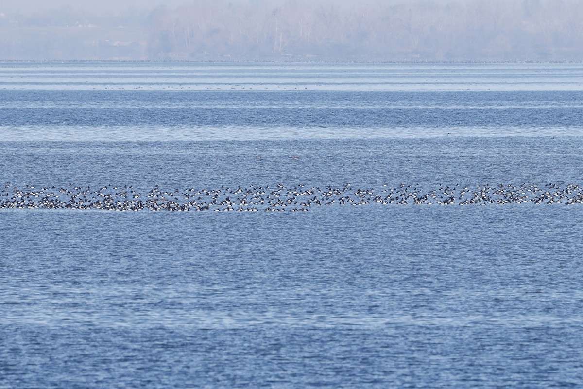 Greater/Lesser Scaup - ML614422557
