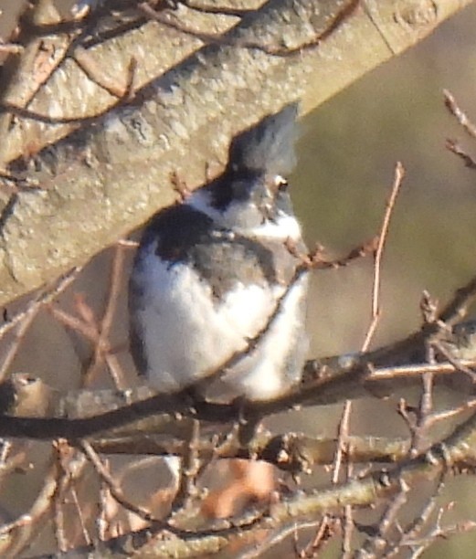 Belted Kingfisher - ML614423232