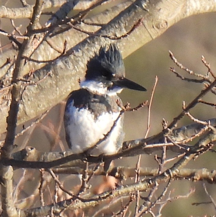 Belted Kingfisher - ML614423233