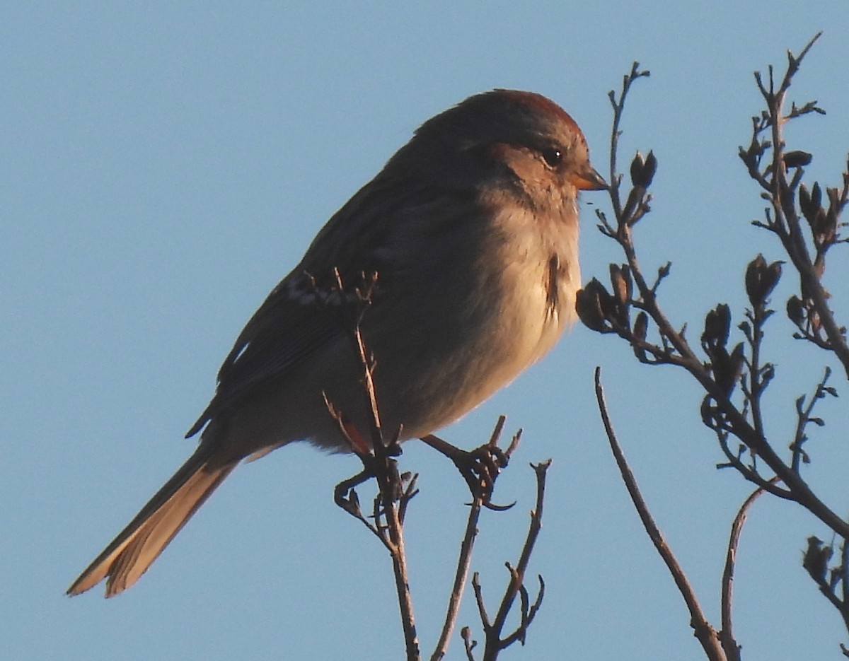 American Tree Sparrow - ML614423244