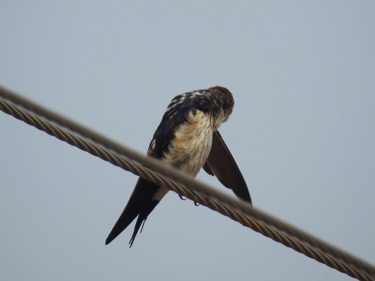 Red-rumped Swallow - ML614423310