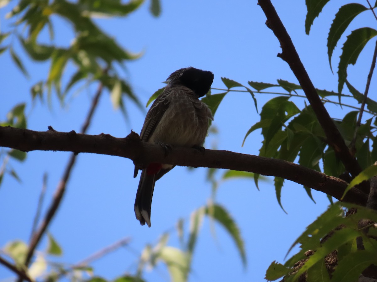 Red-vented Bulbul - ML614423408