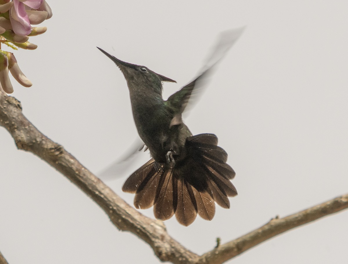 Antillean Crested Hummingbird (Lesser Antilles) - Peter Kondrashov