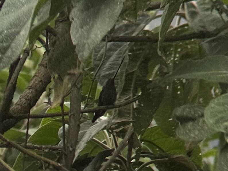 Sword-billed Hummingbird - ML614423760