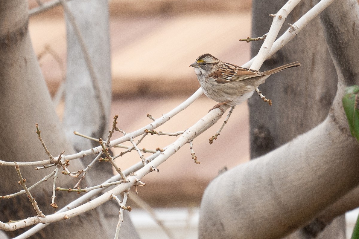White-throated Sparrow - ML614424317