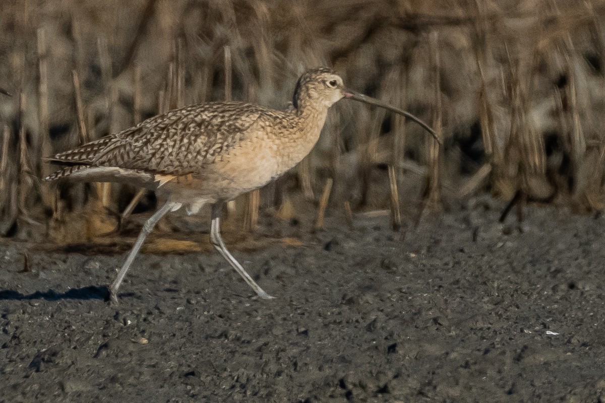 Long-billed Curlew - ML614424335
