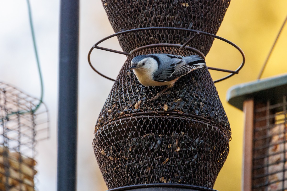 White-breasted Nuthatch - ML614424570