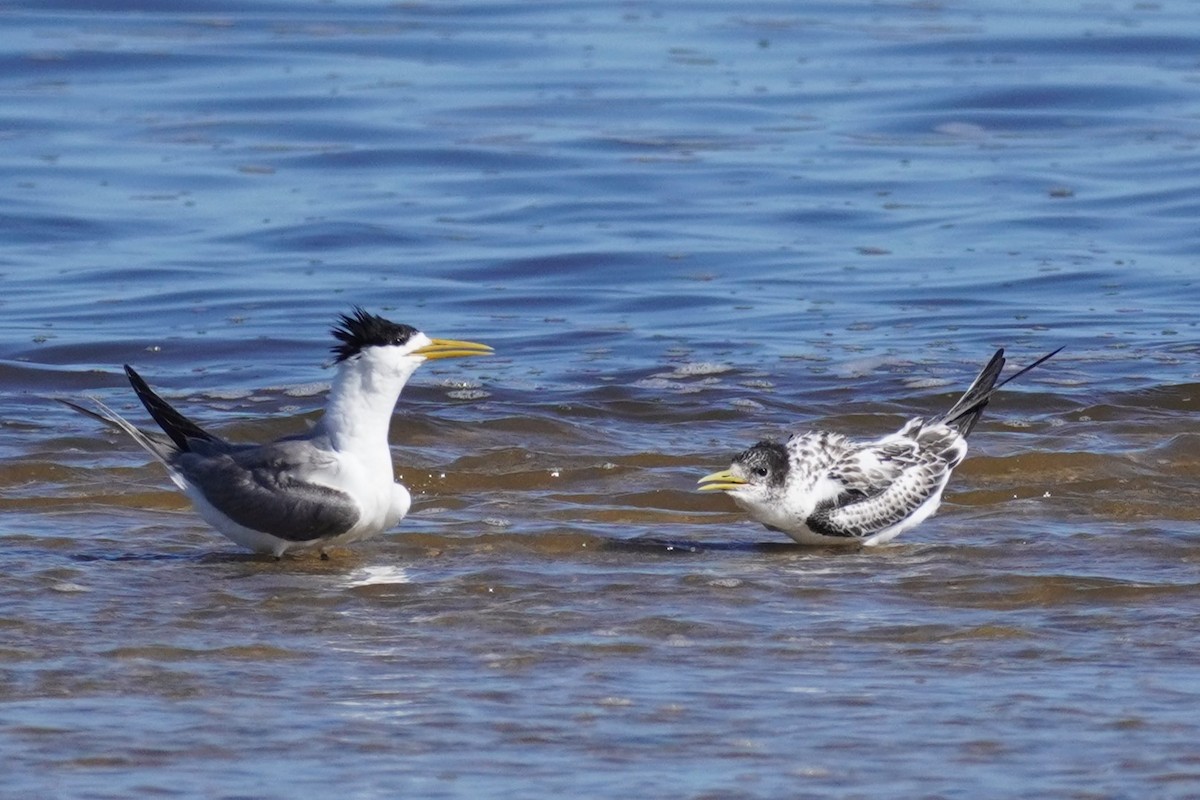 Great Crested Tern - ML614424677