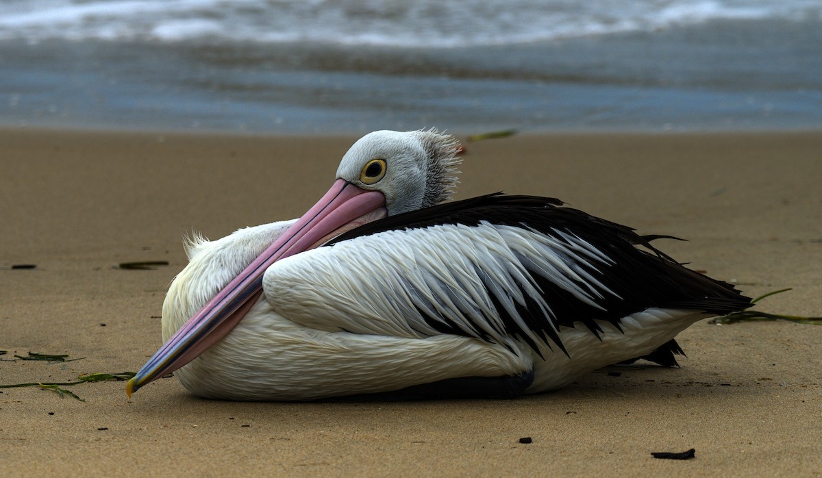 pelikán australský - ML614424738