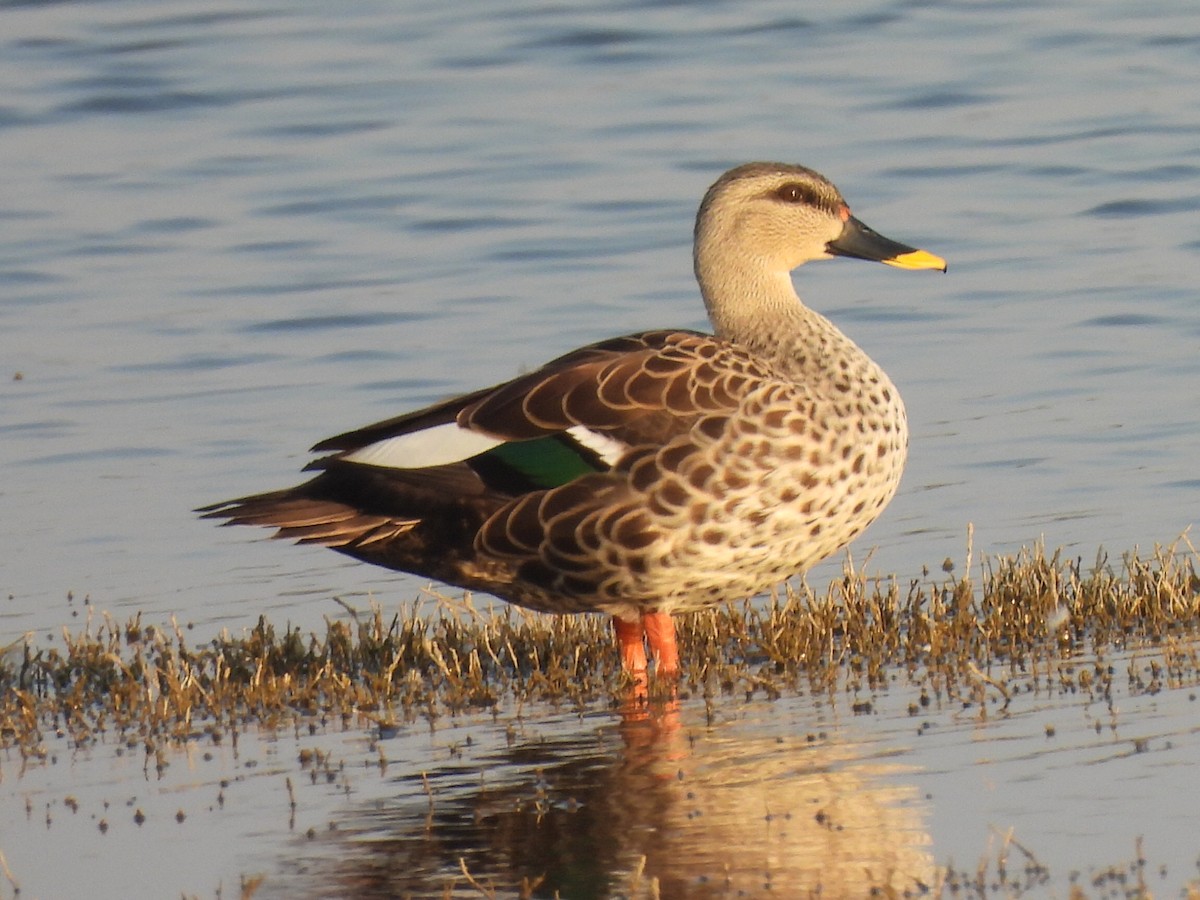 Indian Spot-billed Duck - ML614424755