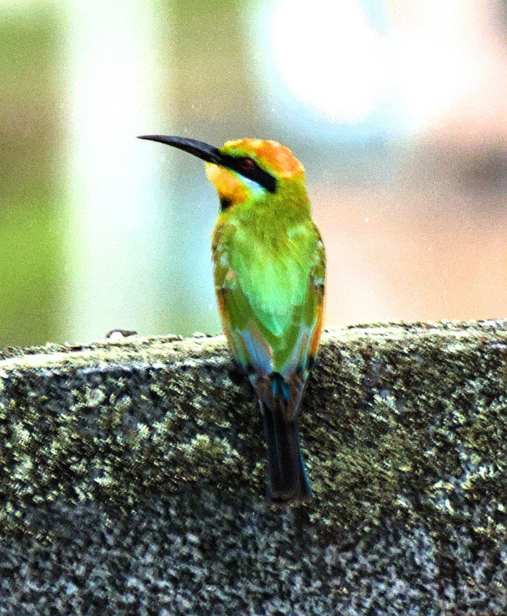 Rainbow Bee-eater - ML614424868