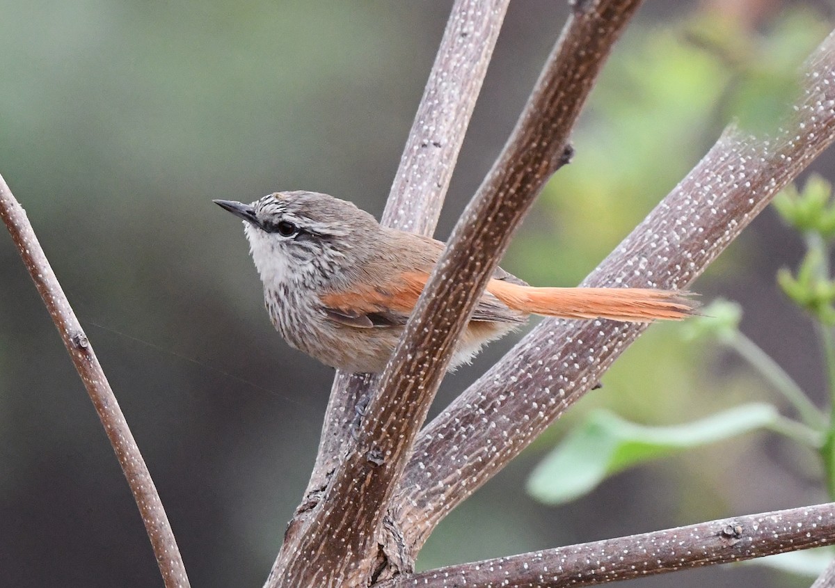 Necklaced Spinetail - ML614424907