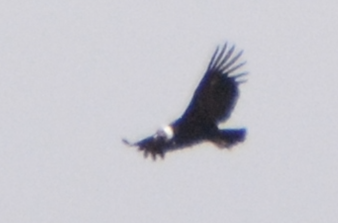 Andean Condor - ML614424915