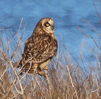 Short-eared Owl - ML614424923