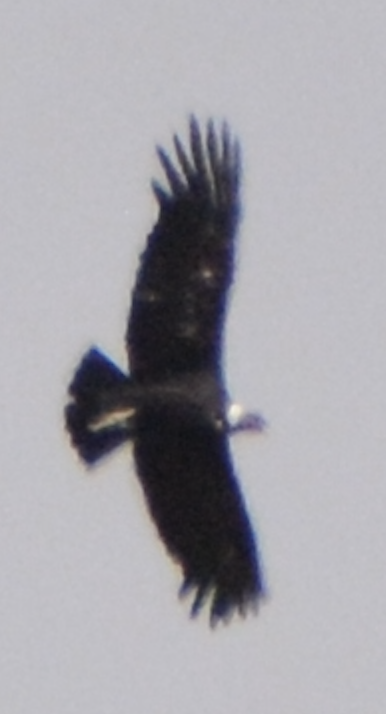 Andean Condor - ML614424946