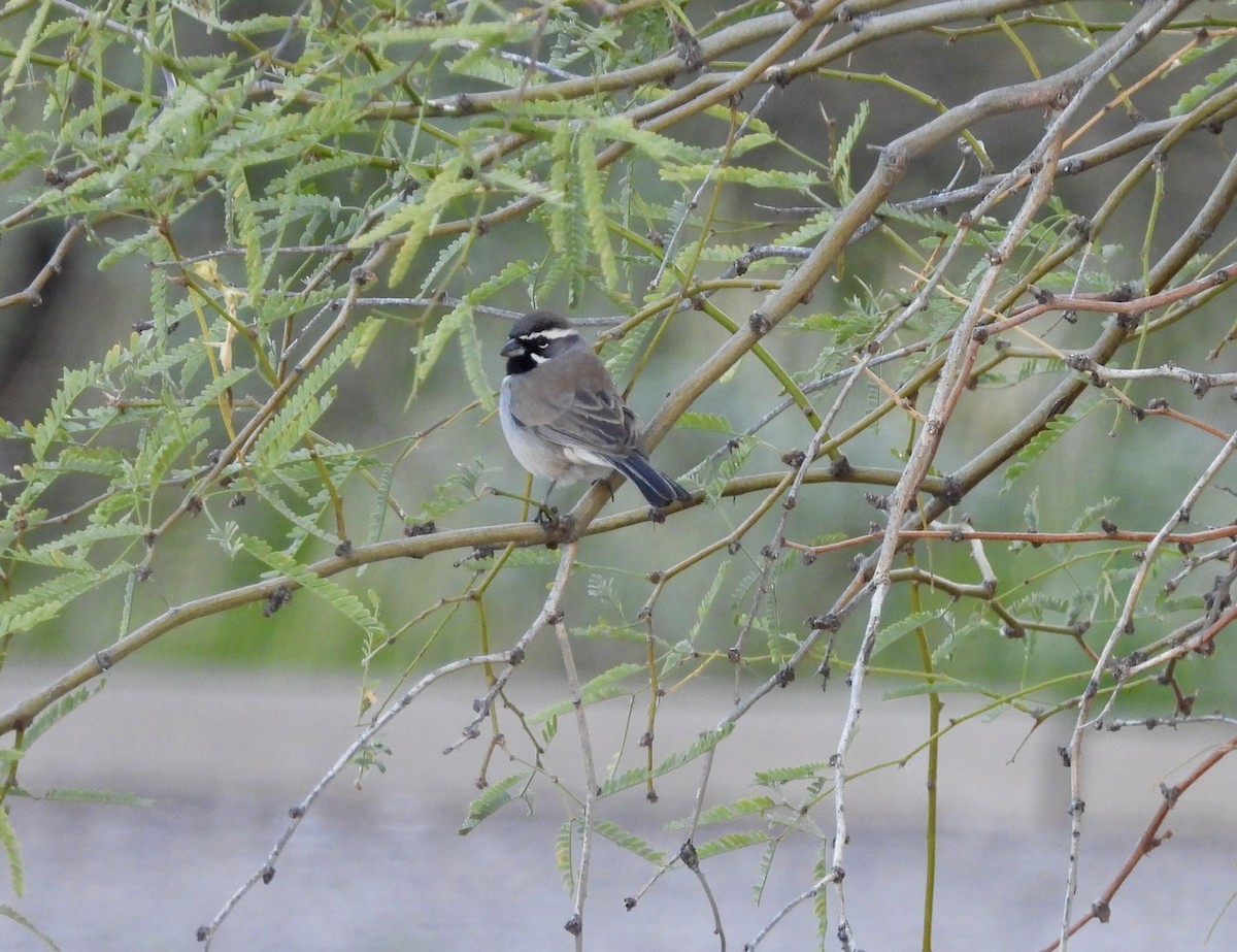 Black-throated Sparrow - ML614425145