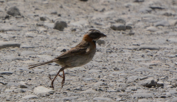 Rufous-collared Sparrow - ML614425438