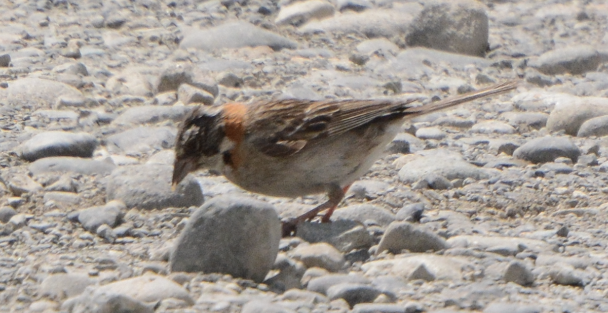 Rufous-collared Sparrow - ML614425450