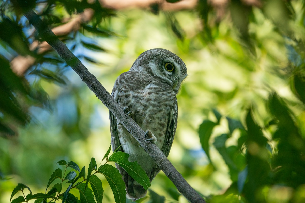 Spotted Owlet - ML614425507