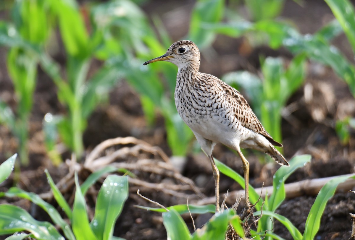 Upland Sandpiper - André Lanouette