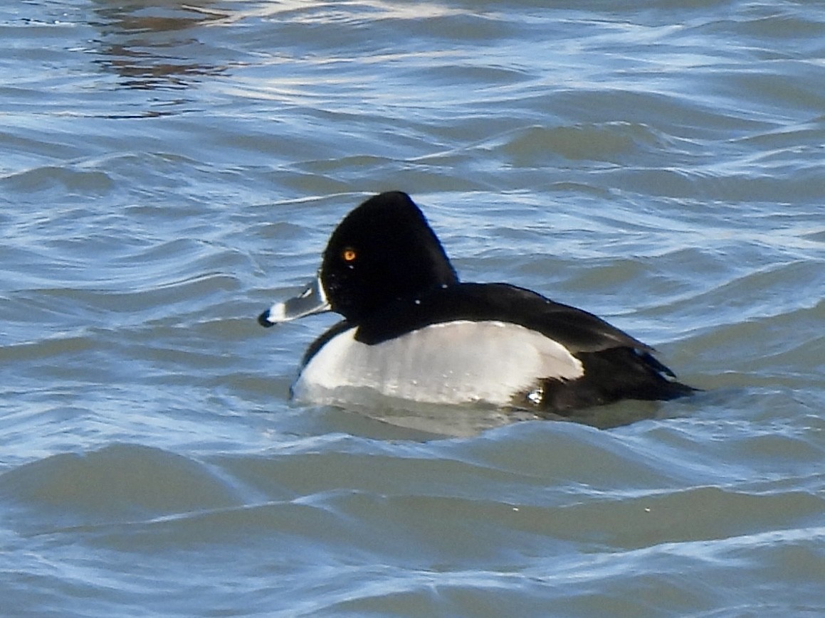 Ring-necked Duck - ML614425917