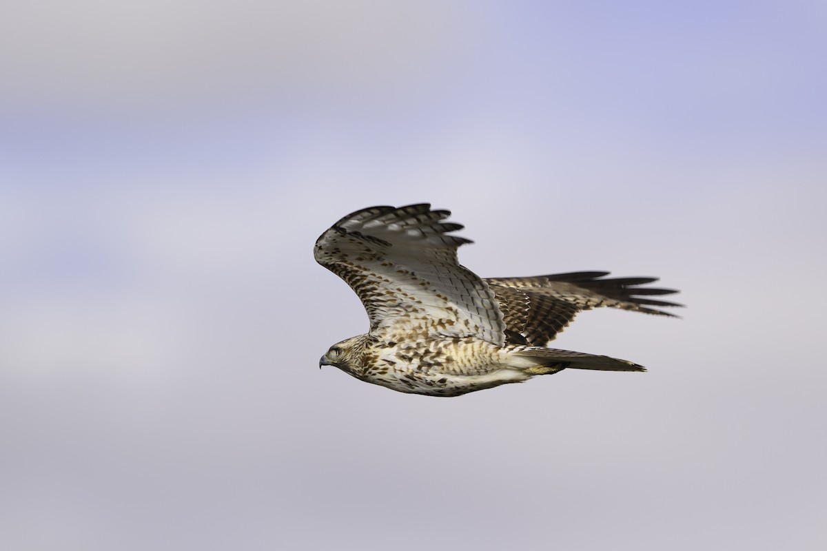 Red-tailed Hawk - ML614425966