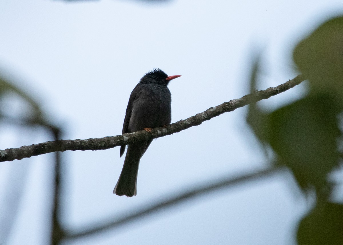 Square-tailed Bulbul - Garima Bhatia