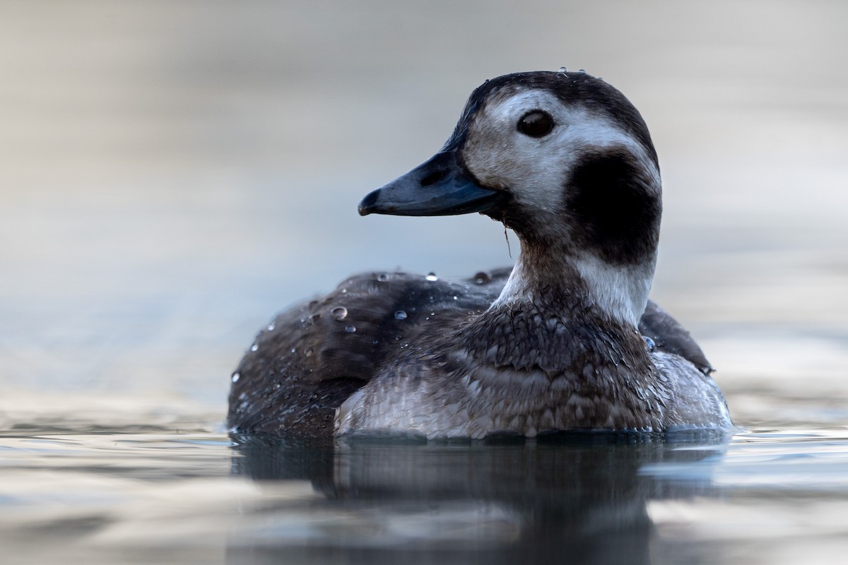 Long-tailed Duck - ML614426229