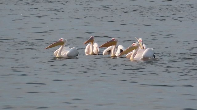 pelikán bílý - ML614426254